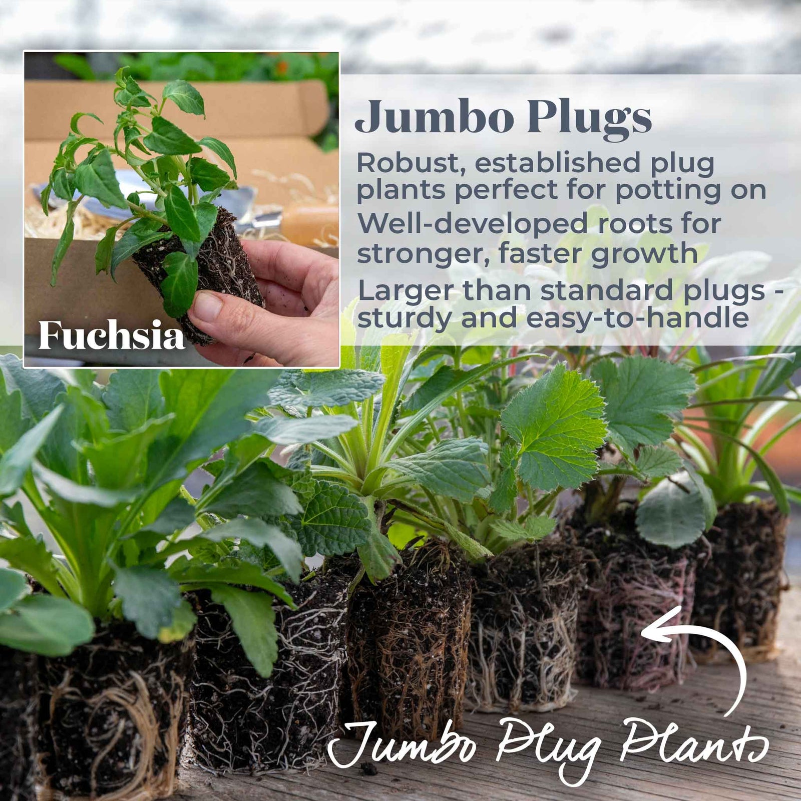 Fuchsia Hardy Collection | 6 x Jumbo Plugs | Multi