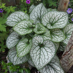 Brunnera Macrophylla 'jack Frost' – Silver-marbled Foliage & Blue Spring Flowers | 1 x 9cm | Multi