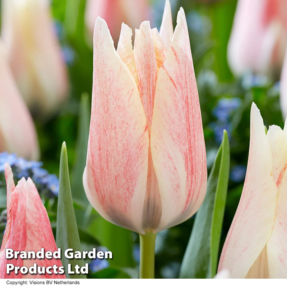 Thompson & Morgan Tulip Colour Changing Collection 32 Bulbs