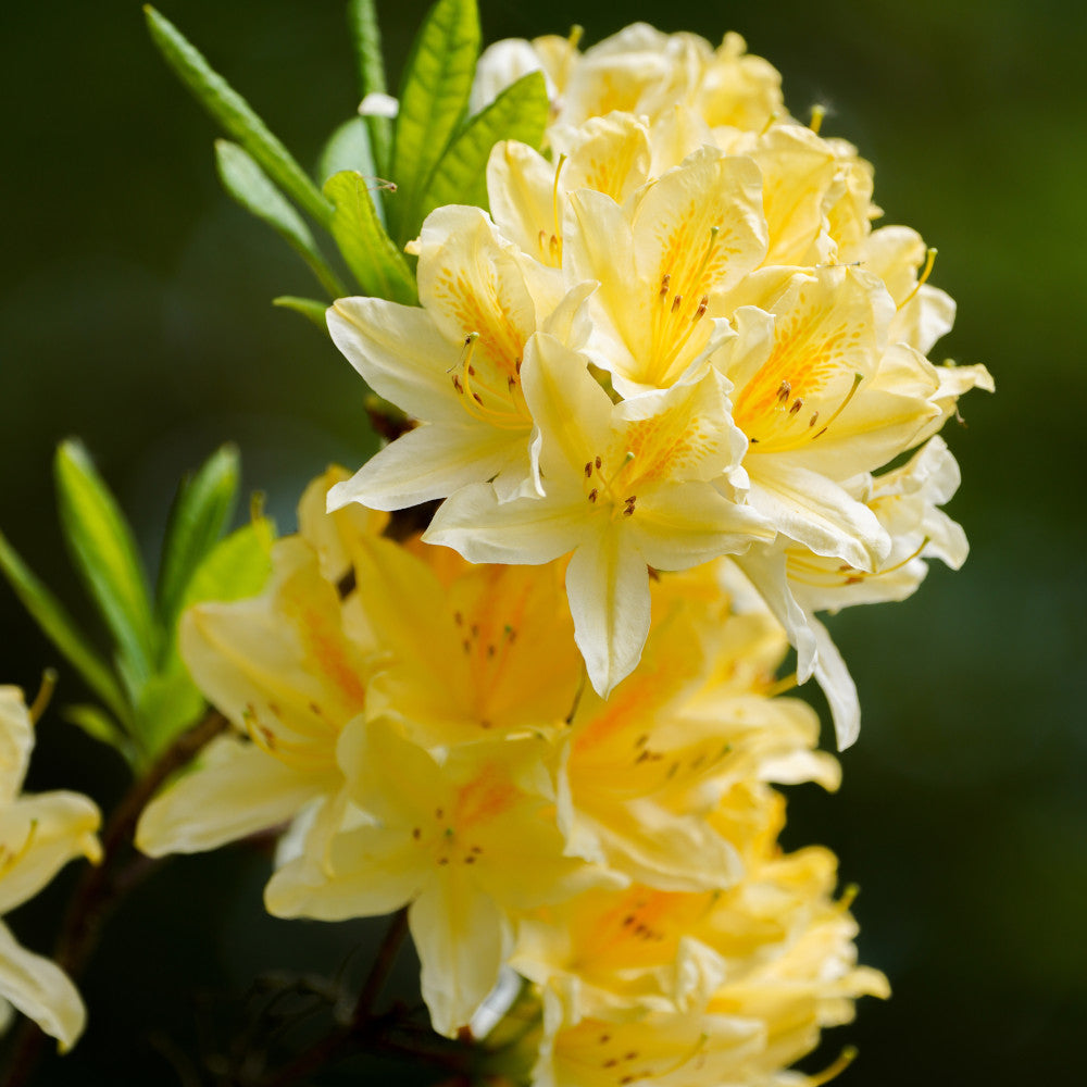 Dramatic Shrub Collection