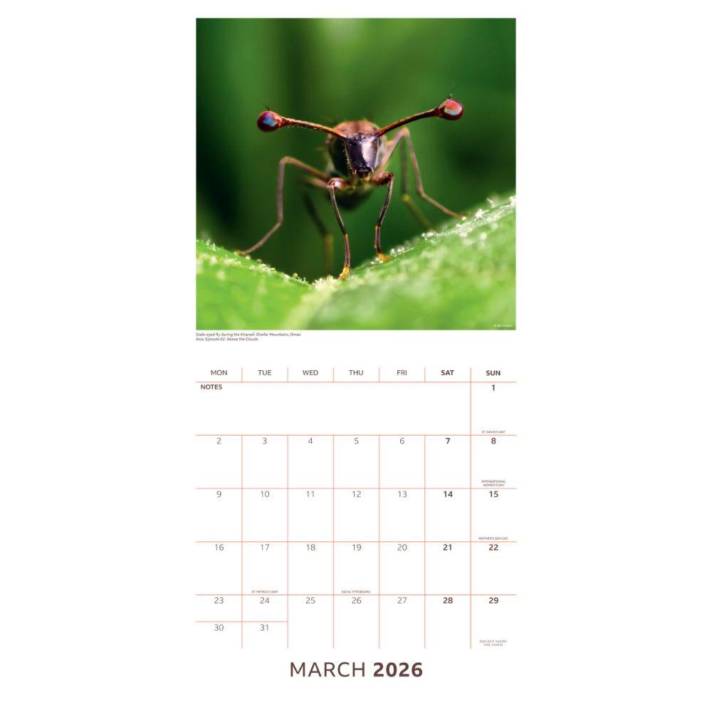 2026 Square Calendar Official Product