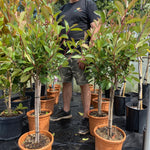 Photinia Red Robin Standard Tree 100cm Tall Supplied In A 5 Litre Pot