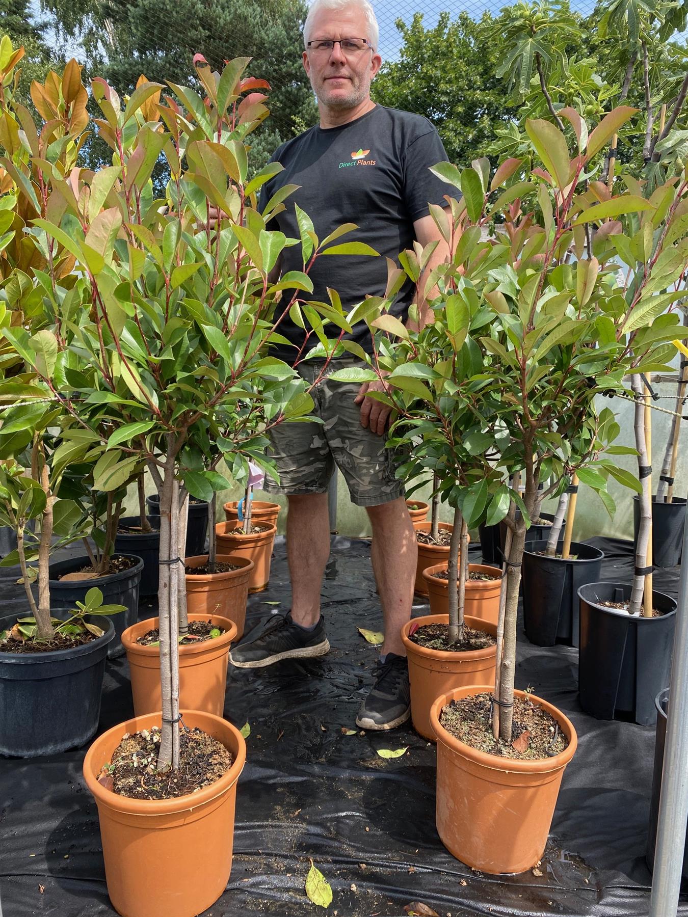 Photinia Red Robin Standard Tree 100cm Tall Supplied In A 5 Litre Pot