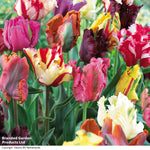 Tulip Parrot Mixed Bulbs | 8 x Bulbs