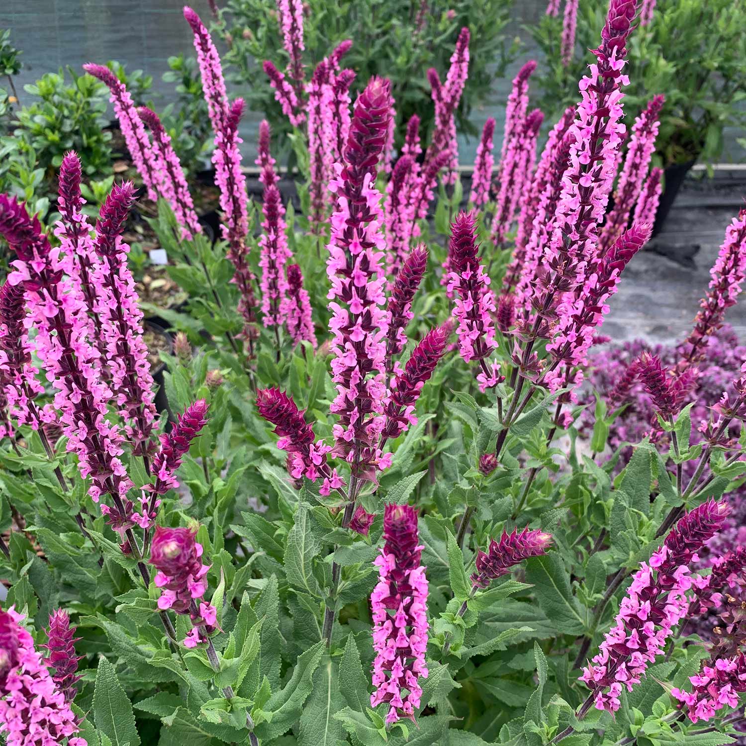 Salvia Plant Caradonna 'pink Inspiration' 70cm | 1 x 2L | Pink