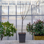 Patio Crab Apple Tree Red Sentinel (dwarf, M9 Rootstock) | 1 x 5L
