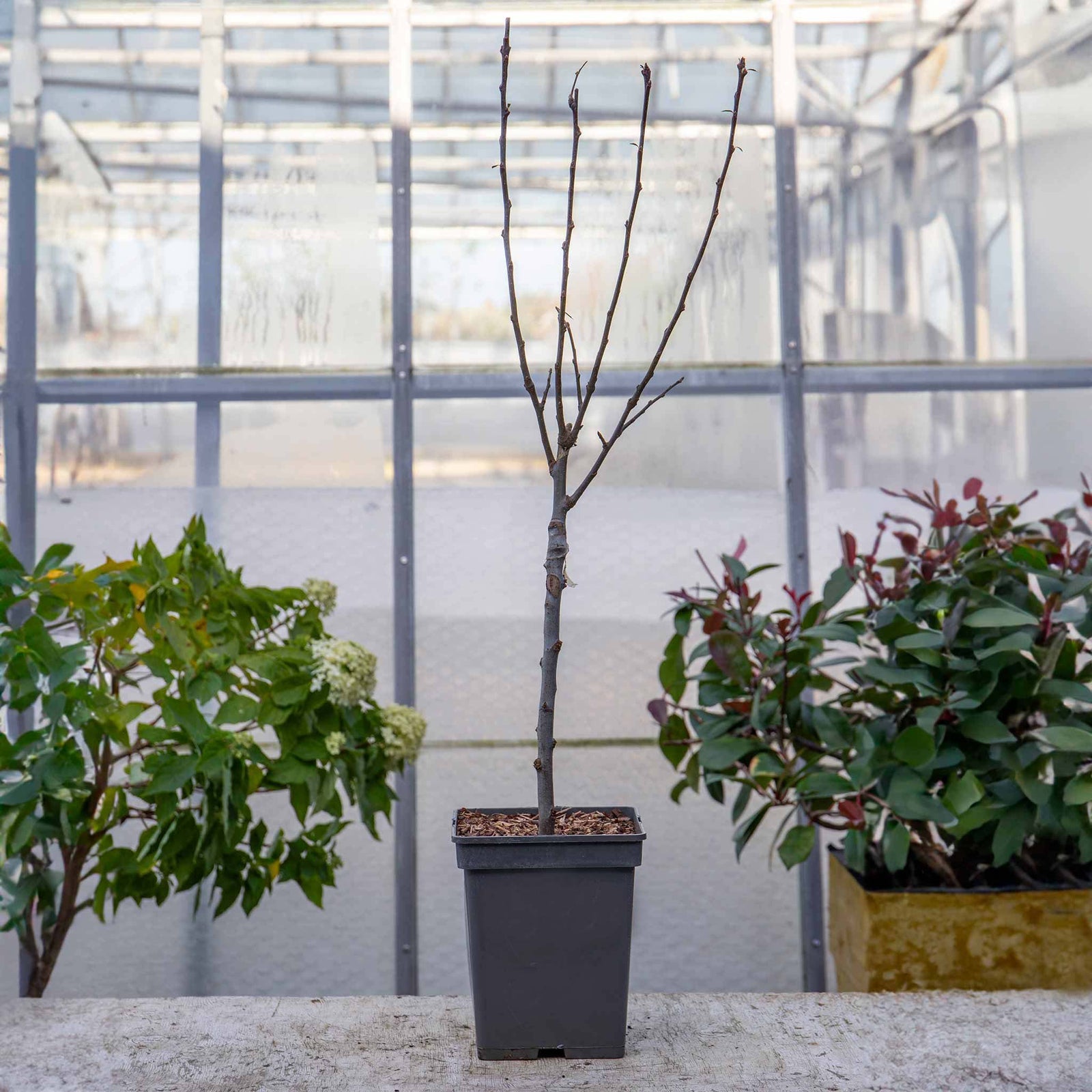 Patio Crab Apple Tree Red Sentinel (dwarf, M9 Rootstock) | 1 x 5L