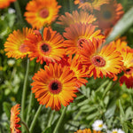 Gerbera 'garvinea Sweet Sunset' Hardy Orange Perennial | 6 x Jumbo Plugs | Orange