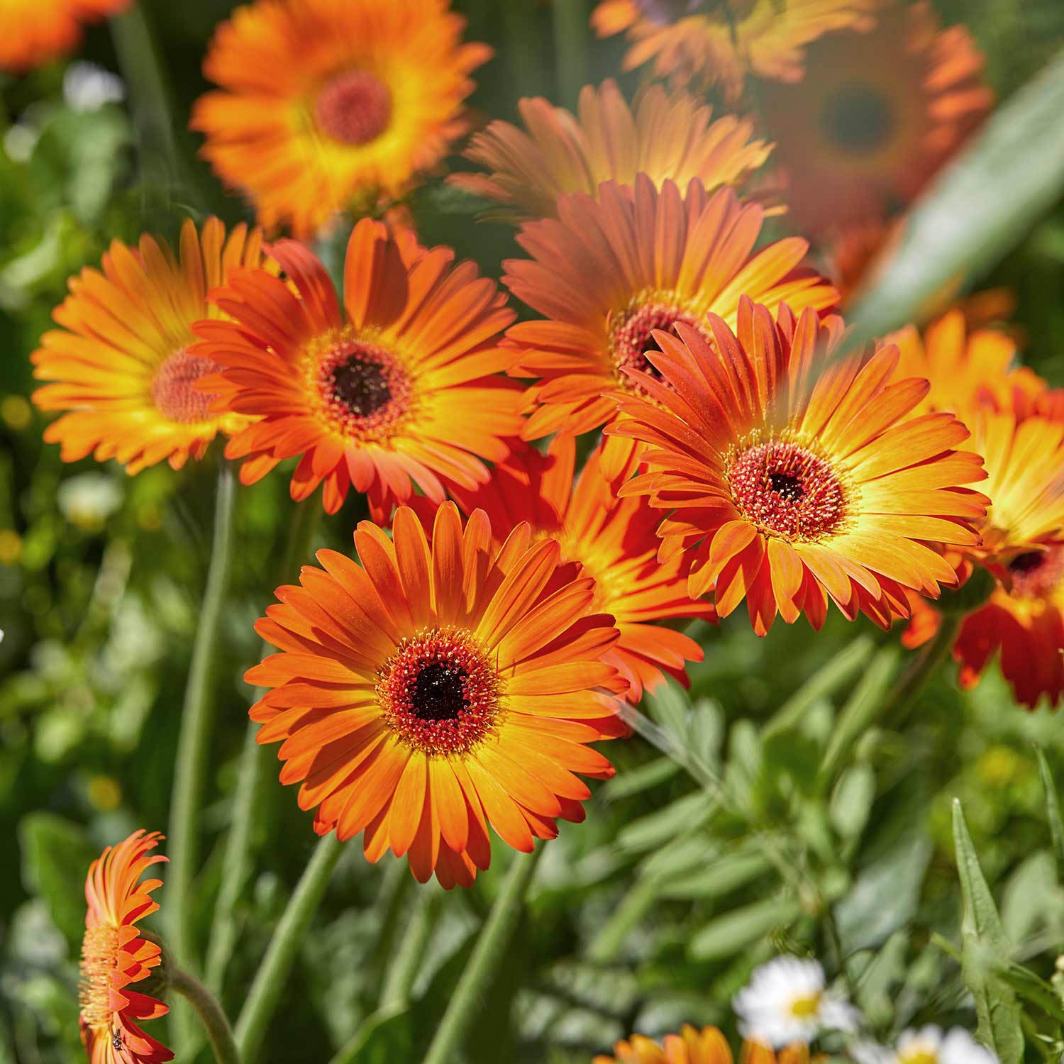 Gerbera 'garvinea Sweet Sunset' Hardy Orange Perennial | 3 x Jumbo Plugs | Orange