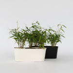 Umbrella Bamboo - 6 Pcs. - Fargesia 'asian Wonder' - Height 25-40cm - ⌀13cm | Set-of-6 | Red