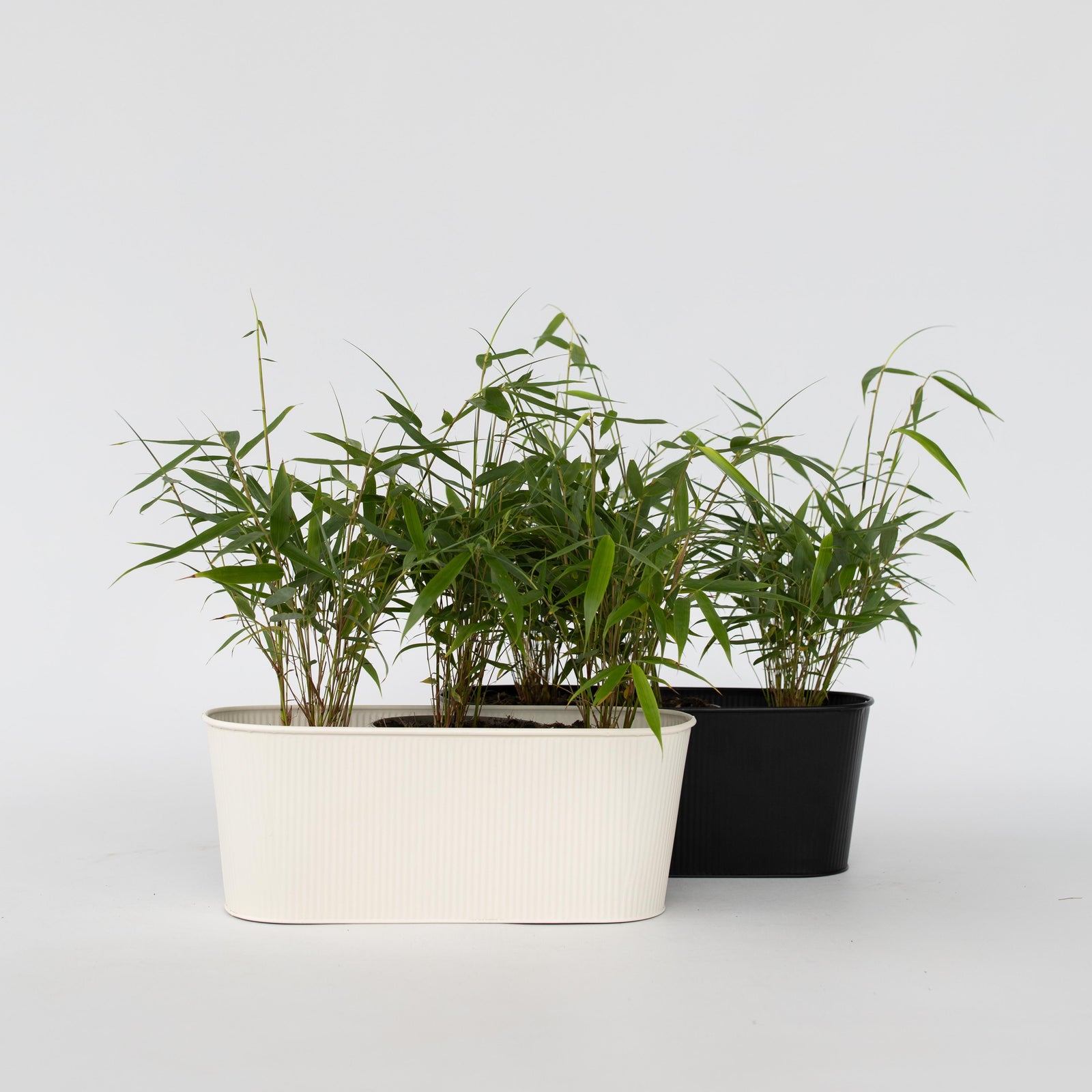 Umbrella Bamboo - 6 Pcs. - Fargesia 'asian Wonder' - Height 25-40cm - ⌀13cm | Set-of-6 | Red