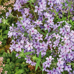 Phlox Divaricata Subsp. Laphamii 'chattahoochee' Lavender-blue Woodland Phlox | 3 x Jumbo Plugs | Lavender