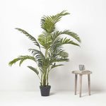 Areca Palm Tree In Pot | 160cm | Green