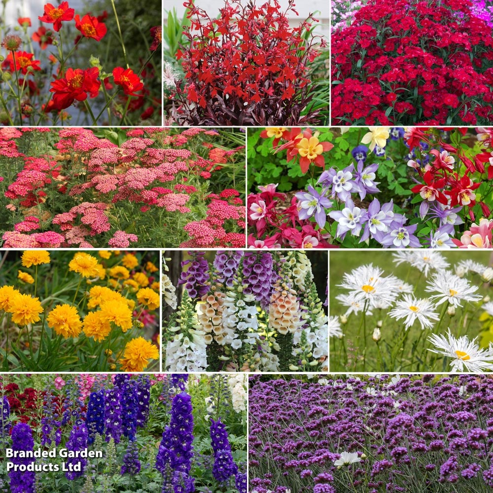 Thompson & Morgan Perfect Perennial Collection - Plants