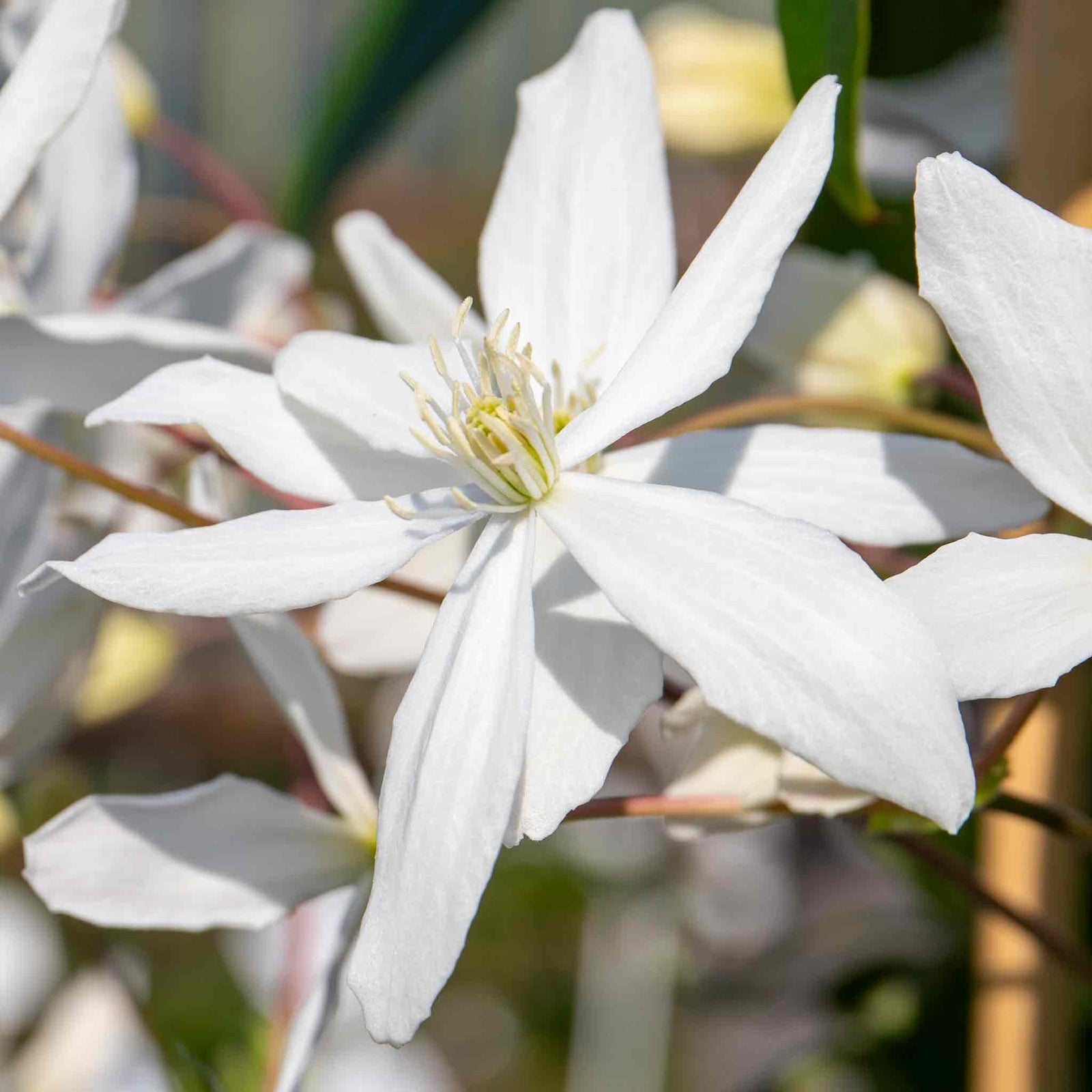 Clematis 'armandii' Evergreen Climber | 1 x 7.5L | Pink & White