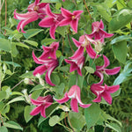 Clematis 'princess Diana' (texensis) - Pink Climbing Plant, Rhs Agm | 1 x 3L | Green & Pink
