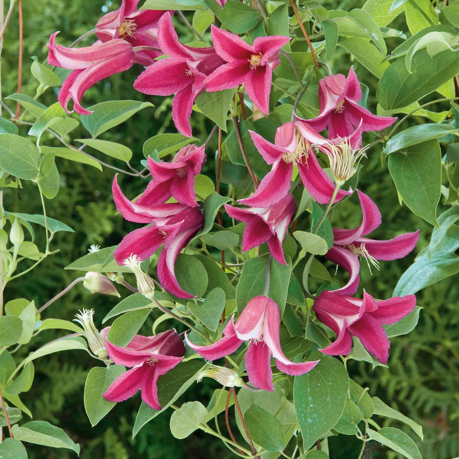 Clematis 'princess Diana' (texensis) - Pink Climbing Plant, Rhs Agm | 1 x 3L | Green & Pink