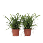 Sword Fern - 2 Pcs. - Nephrolepis 'duffii' - Height 25-40cm - ⌀12cm | Set of 2 | Green