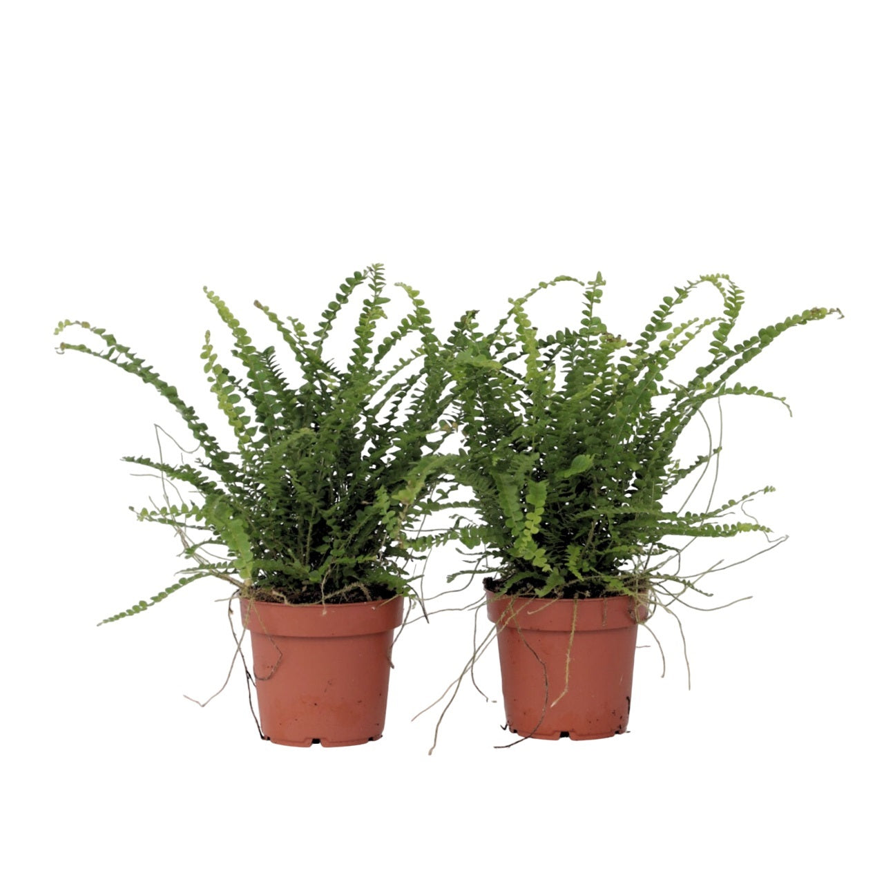 Sword Fern - 2 Pcs. - Nephrolepis 'duffii' - Height 25-40cm - ⌀12cm | Set of 2 | Green