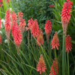 Late-flowering Perennial Collection - 9cm Pots