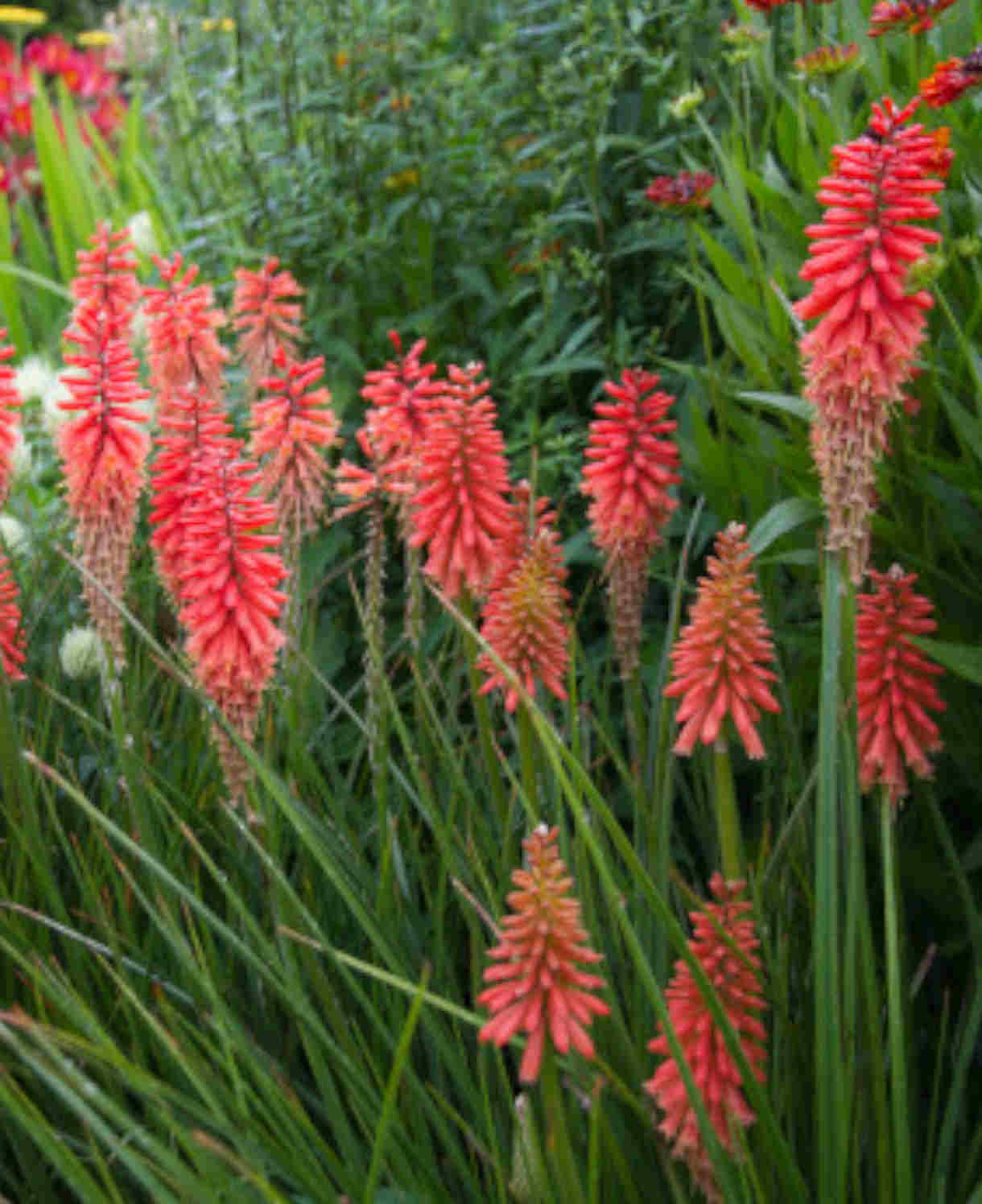 Late-flowering Perennial Collection - 9cm Pots