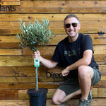 Large Standard Olive Tree 3ft With Chunky Lollipop Head Supplied In A 7.5 Litre Pot