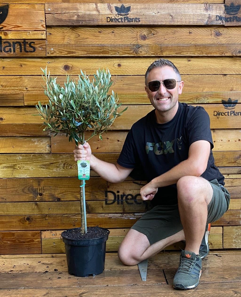 Large Standard Olive Tree 3ft With Chunky Lollipop Head Supplied In A 7.5 Litre Pot