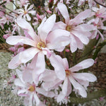 Magnolia 'leonard Messel' - Rhs Award Of Garden Merit | 1 x 9cm | Pink