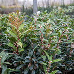 Sarcococca Hookeriana 'winter Gem' - Hardy Evergreen Fragrant Shrub | 1 x 5L | Red & White