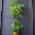 150cm Artificial Natural Moss Base Fern Foliage Plant