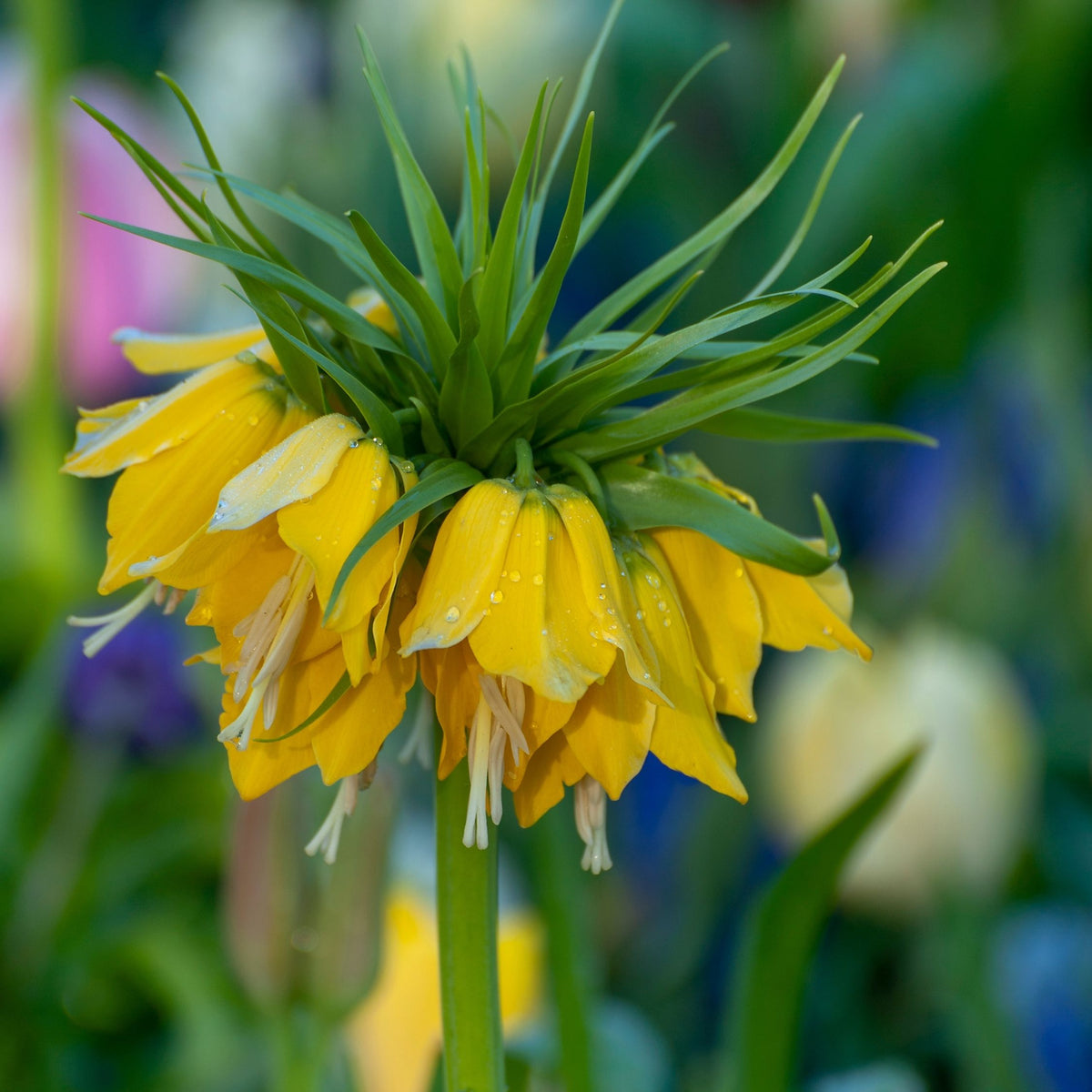 Snake's Head Fritillary - 3 Pcs. - Fritillaria 'lutea' - Flower Bulbs | Set of 3 | Yellow