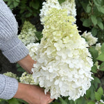 Hydrangea 'hercules' Enormous 40cm Flowerheads | 1 x 7.5L | Green