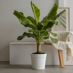 Hardy Banana - 2 Pcs. - Musa Basjoo - Height 55-70cm - ⌀21cm | Set-of-2 | Green