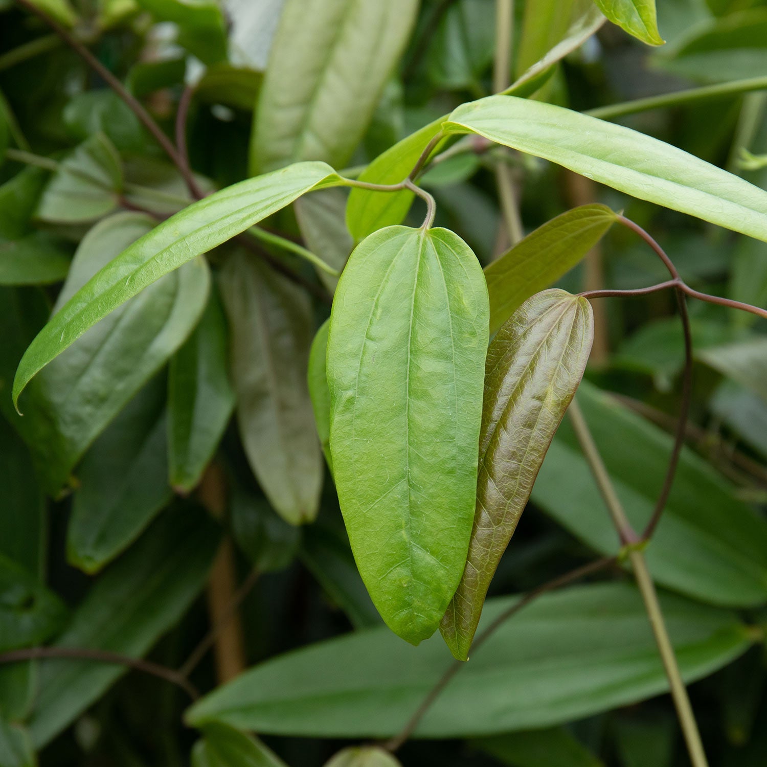 Clematis 'armandii' Evergreen Climber | 1 x 7.5L | Pink & White