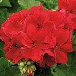 Geranium 'summer Lovers Dark Red' 40-50cm, Drought-tolerant | 12 x Plug Plants | Red