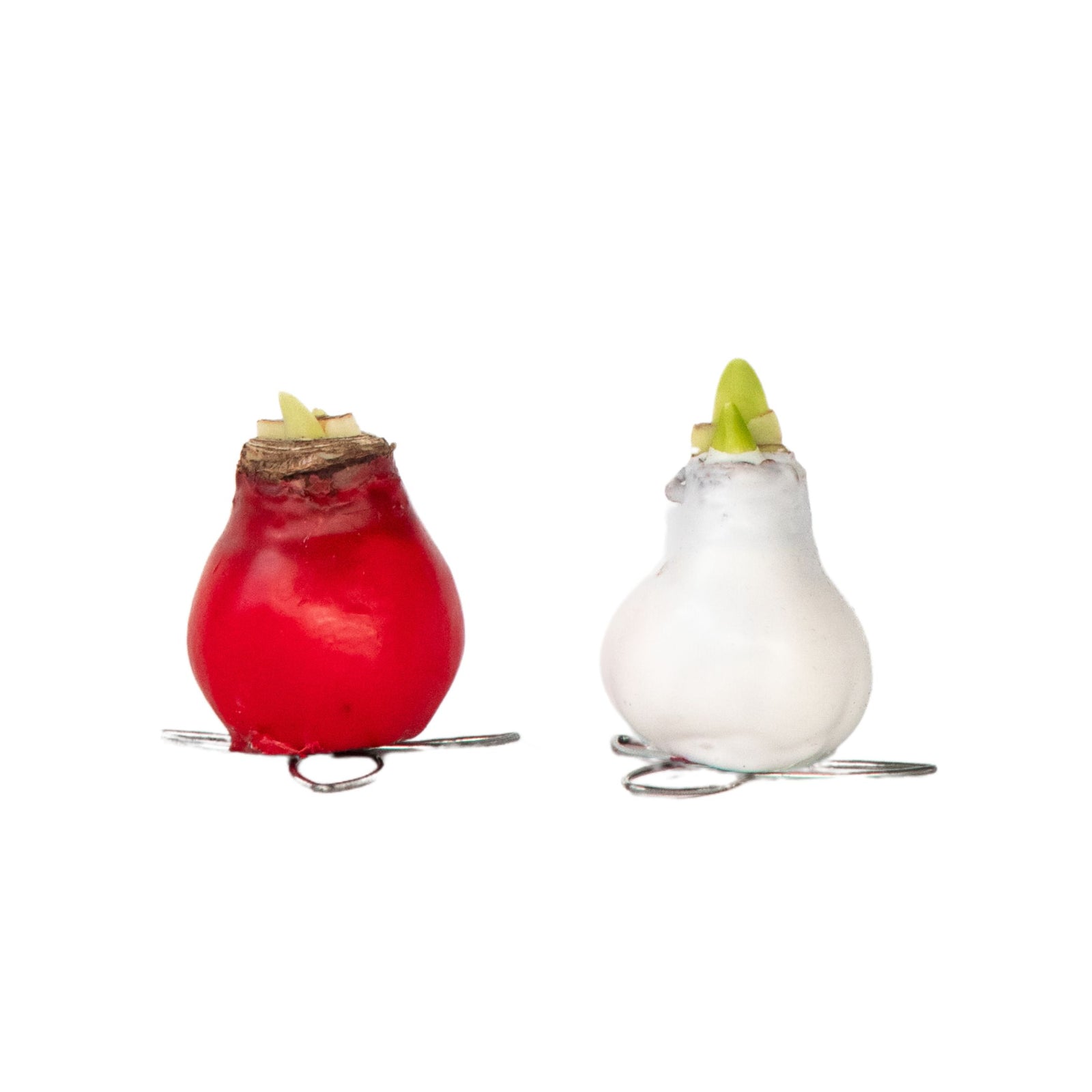 Amaryllis - Hippeastrum 'wax Mix Red White' - Flower Bulb - Red