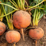 Burpees Golden Beetroot | 100 Seeds
