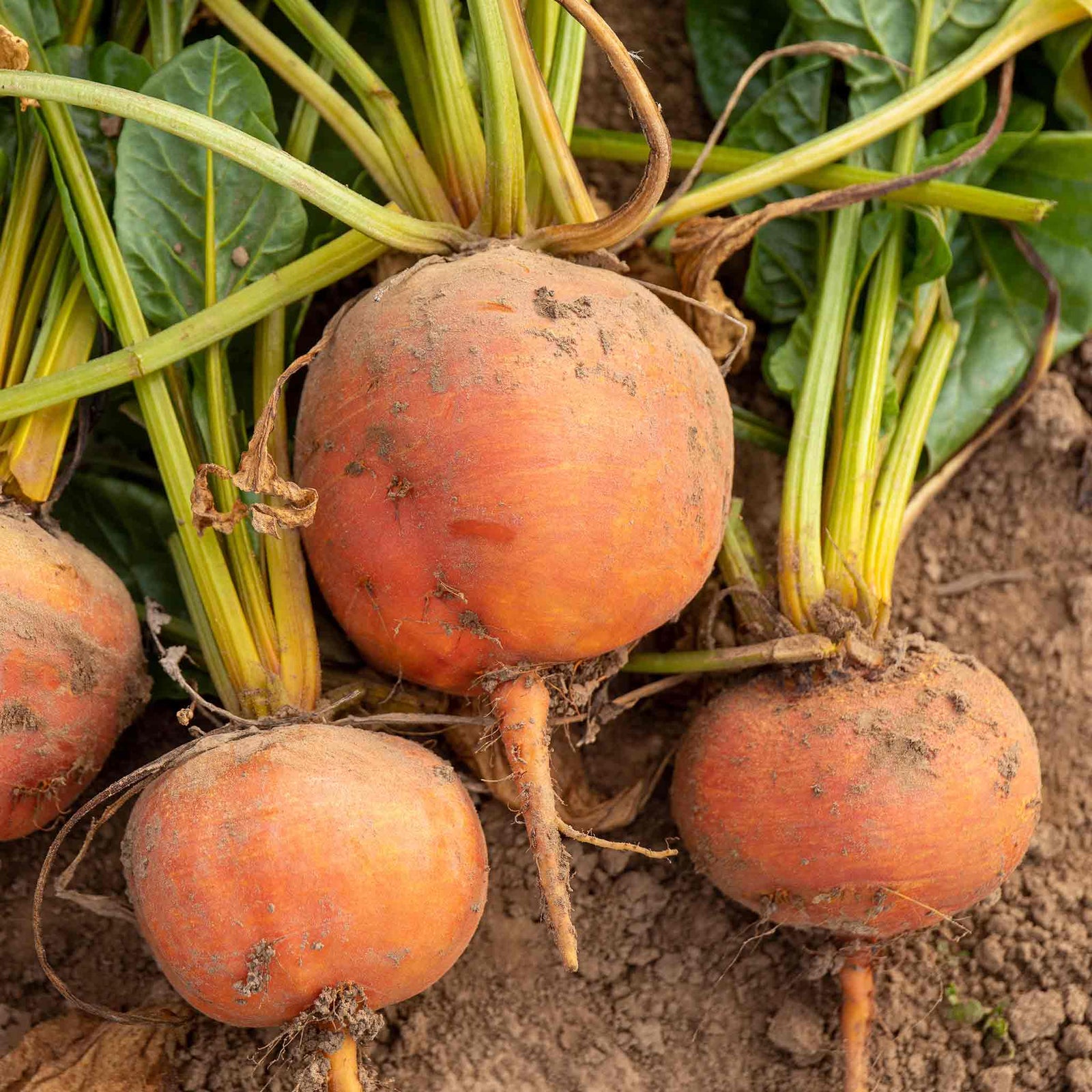 Burpees Golden Beetroot | 100 Seeds