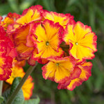 Polyanthus Showstopper Fire Dragon - A Dazzling, Bold, Fiery-red Perennial - 1 Litre pot | Set-of-1 | Gold