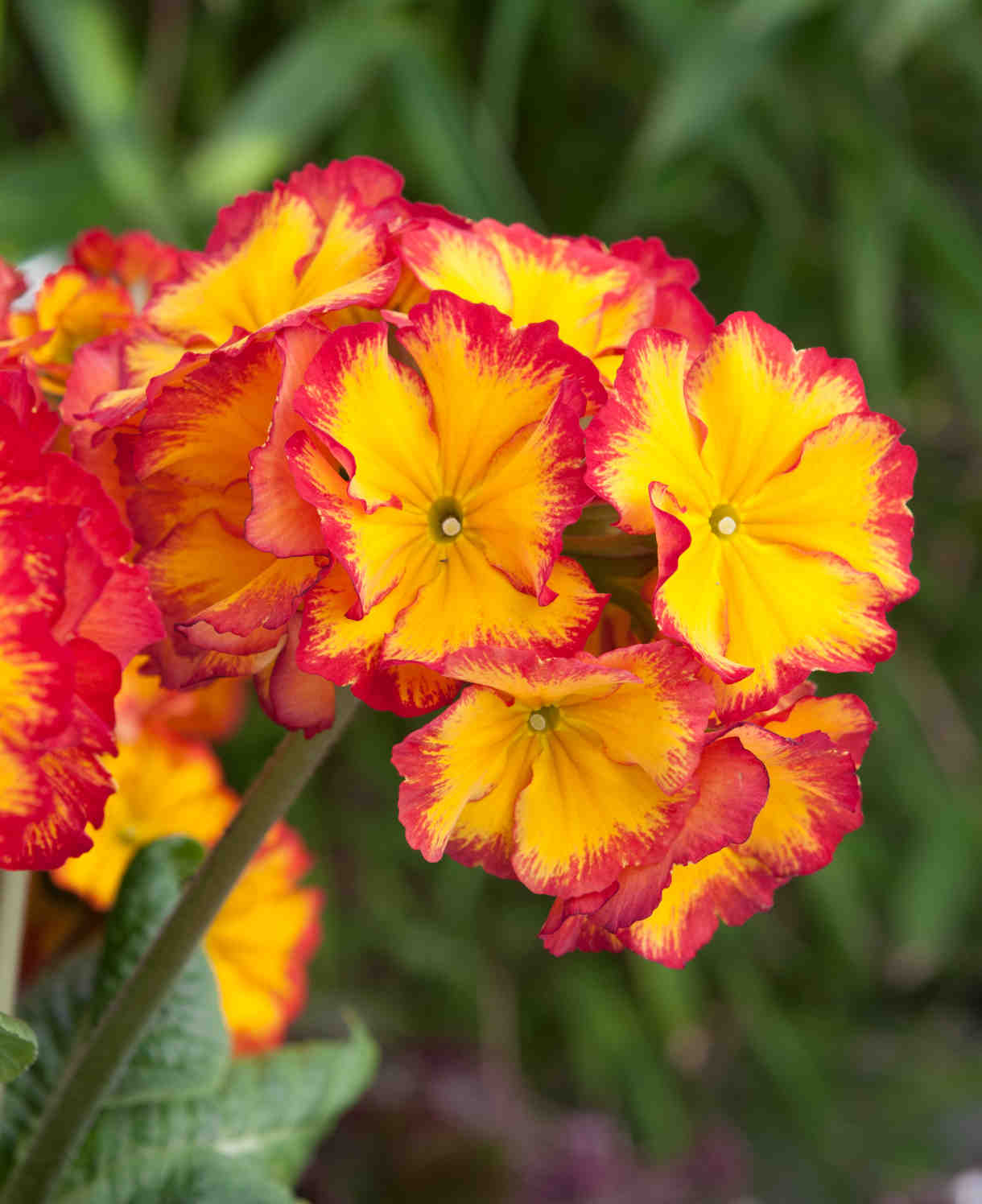 Polyanthus Showstopper Fire Dragon - A Dazzling, Bold, Fiery-red Perennial - 1 Litre pot | Set-of-5 | Gold