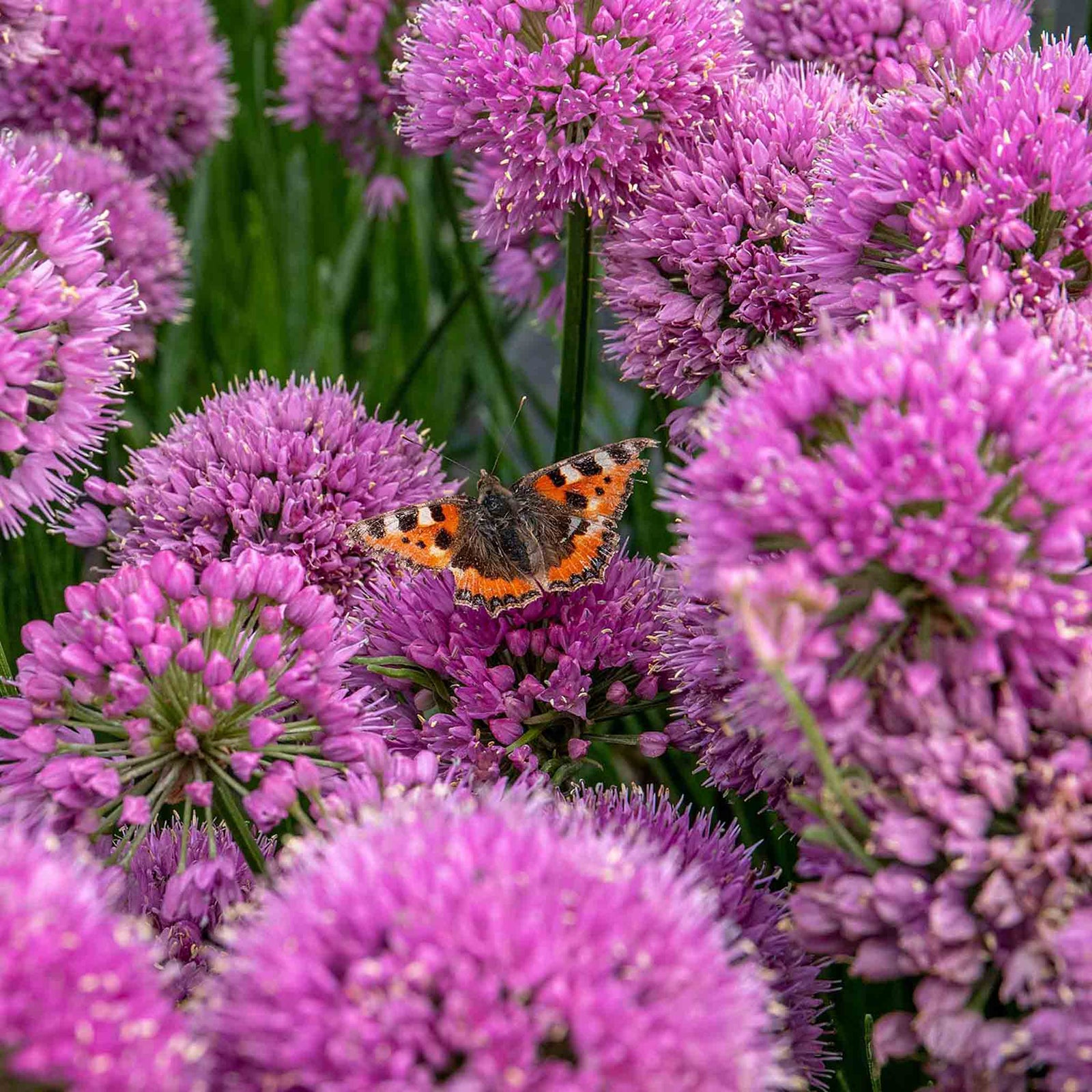 Allium Millennium - Purple Ornamental Onion, 45cm | 3 x 9cm | Purple