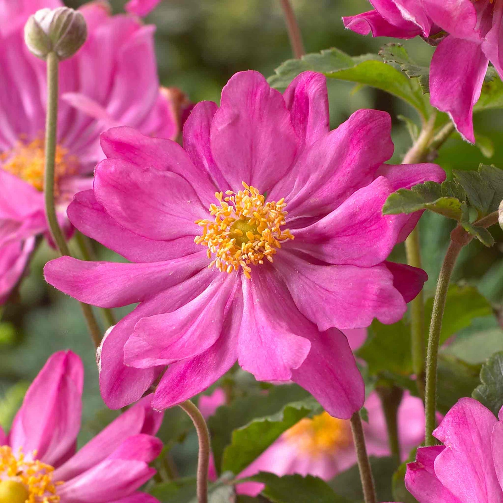 Anemone 'prinze Heinrich' Deep Pink Late-summer Perennial | 1 x 2L | Pink