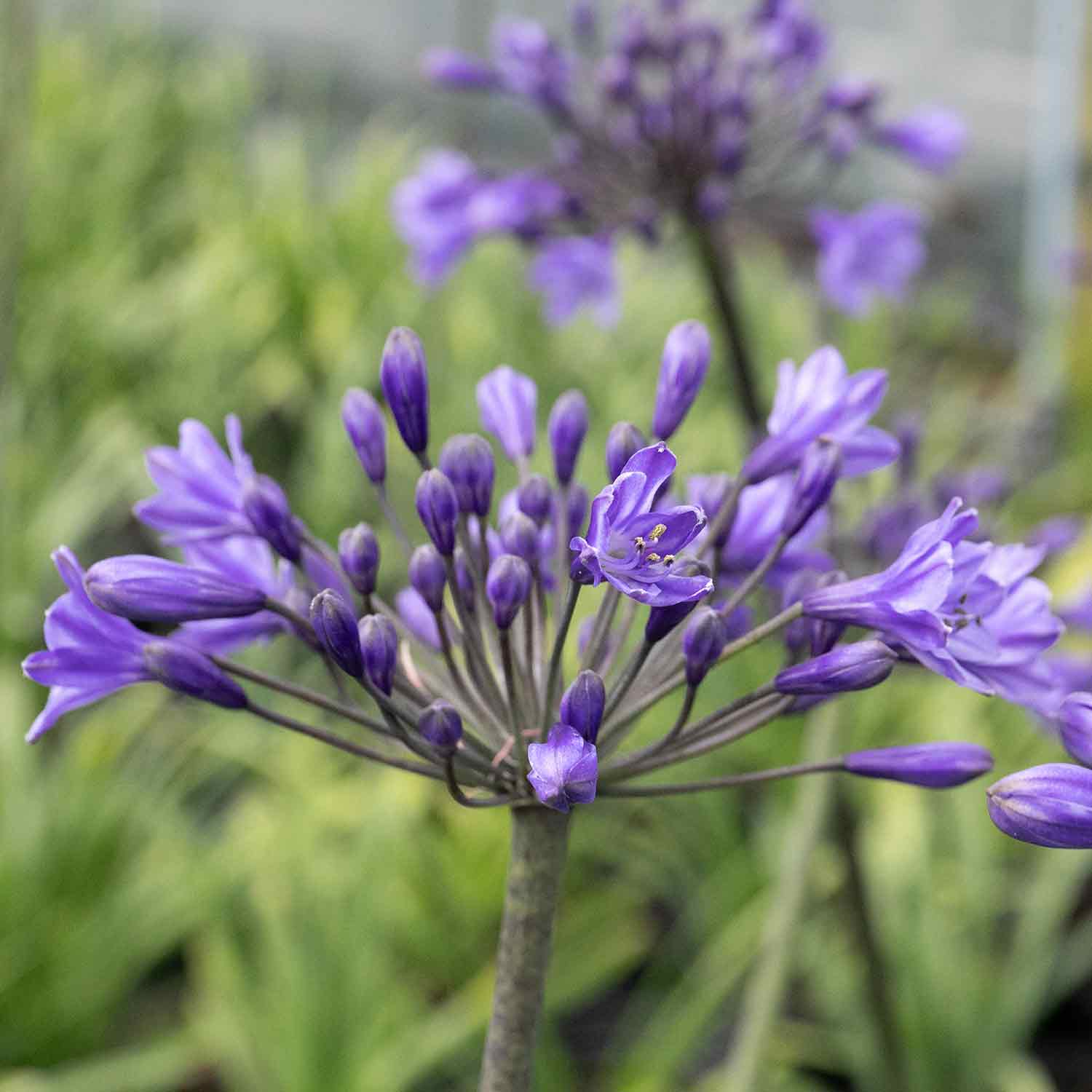 Agapanthus Africanus 'big Blue' Plant | 1 x 7.5L | Blue