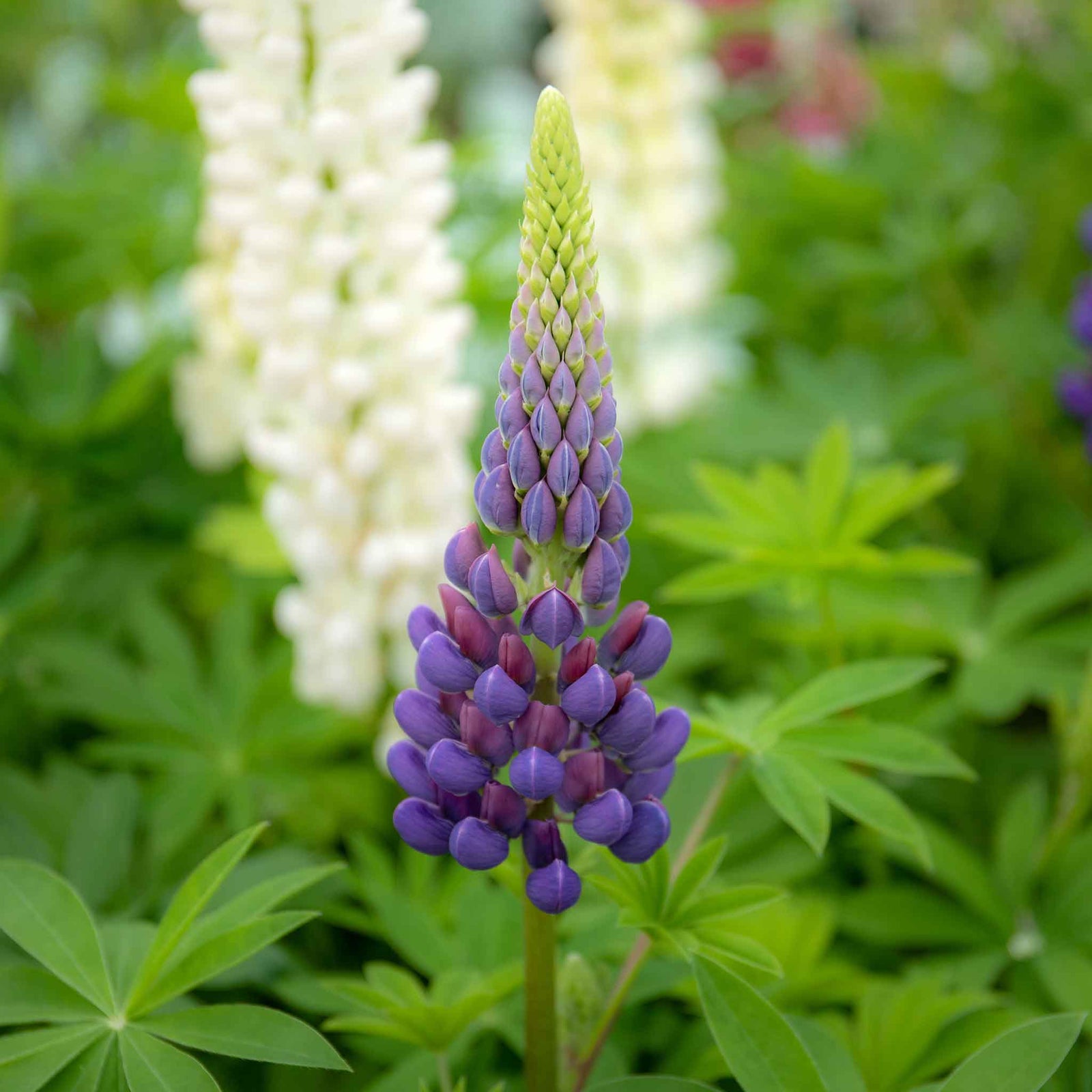 Lupin 'gallery Mix' - Hardy Herbaceous Perennials Garden Ready Plants | 60 x Pro Grower Plugs