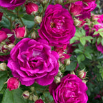 Rose 'siluetta Purple' (repeat-flowering Rambling Rose) Bare Root | Single | Purple