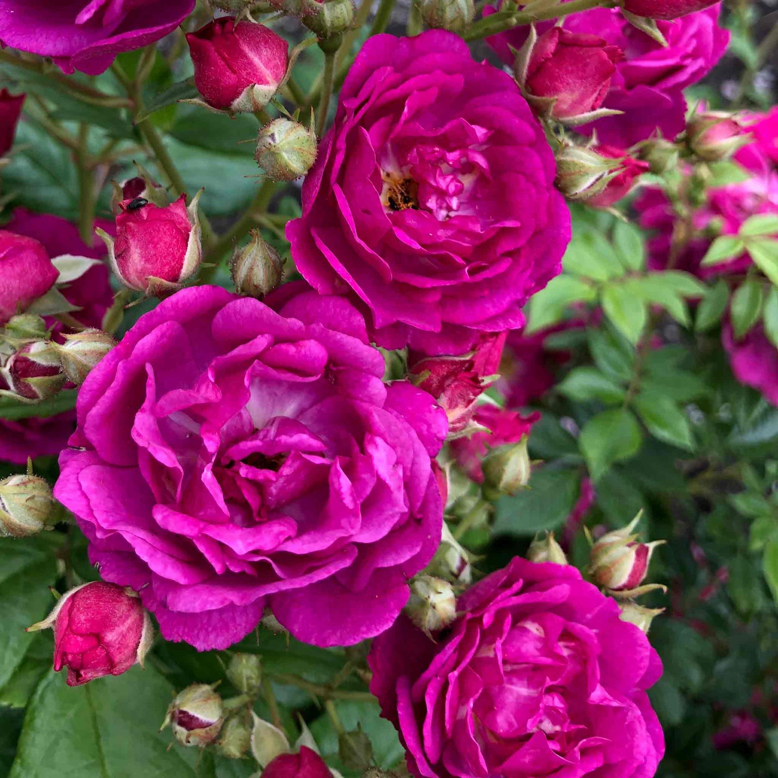 Rose 'siluetta Purple' (repeat-flowering Rambling Rose) Bare Root | Single | Purple