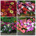 Thompson & Morgan 48 Garden Ready Container Annual Plants Collection