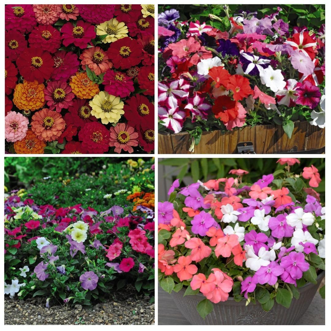 Thompson & Morgan 48 Garden Ready Container Annual Plants Collection