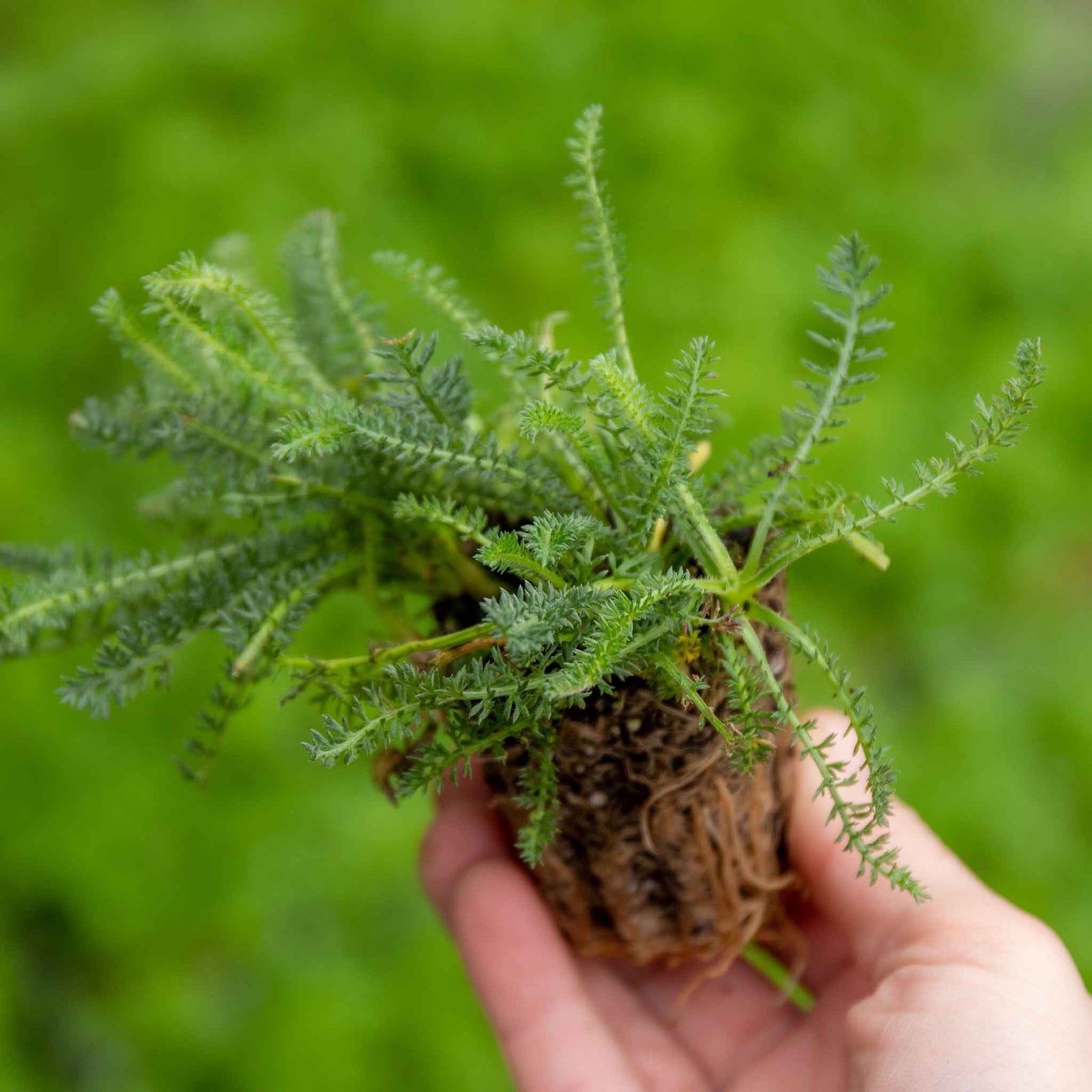 Yarrow 'colour Burst Red' (achillea Millefolium) | 6 x Jumbo Plugs | Red