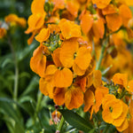 Hayloft Erysimum Collection - Plug Plants
